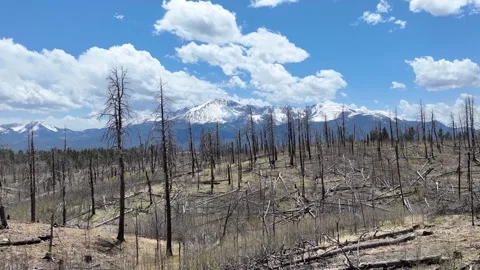 Rampart Range Road Fire Damage Forest with Pikes Peak in the distance. Stock Footage 262685667