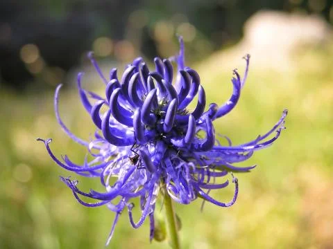 Rampion Stock Photos