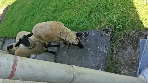 Rams and sheep chilling in the shadow POV village life Stock Footage 196833460