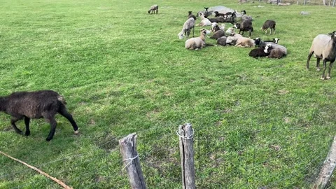 Rams and sheep graze in a paddock on a farm, approach the fence, chew grass, ask Stock-Footage 205832422