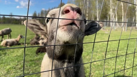 Rams and sheep graze in a paddock on a farm, approach the fence, chew grass, ask Stock-Footage 205832819
