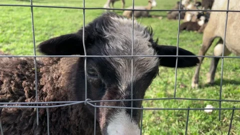 Rams and sheep graze in a paddock on a farm, approach the fence, chew grass, ask Stock-Footage 205832822