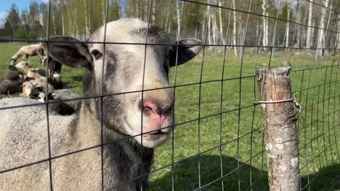 Rams and sheep graze in a paddock on a farm, approach the fence, chew grass, ask Stock-Footage 205832825