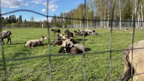 Rams and sheep graze in a paddock on a farm, approach the fence, chew grass, ask Stock-Footage 205832837
