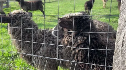 Rams and sheep graze in a paddock on a farm, approach the fence, chew grass, ask Stock-Footage 205832838