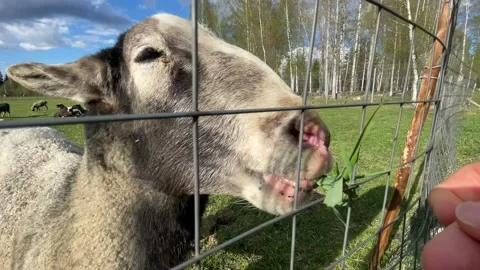 Rams and sheep graze in a paddock on a farm, approach the fence, chew grass, ask Stock-Footage 205832869