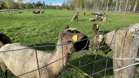 Rams and sheep graze in a paddock on a farm, approach the fence, chew grass, ask Stock-Footage 205832870