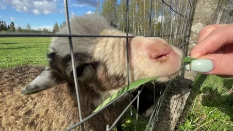 Rams and sheep graze in a paddock on a farm, approach the fence, chew grass, ask Stock-Footage 205832877