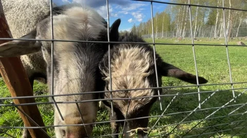 Rams and sheep graze in a paddock on a farm, approach the fence, chew grass, ask Stock-Footage 205832888