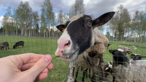 Rams and sheep graze in a paddock on a farm, approach the fence, chew grass, ask Stock-Footage 205832911