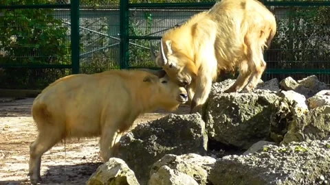 Rams animal Video stock 271347196