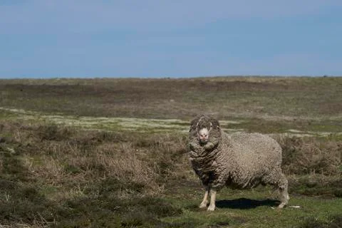 Rams on Bleaker Island Stock Photos