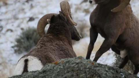 Rams Butting Heads Stock Footage 172590992