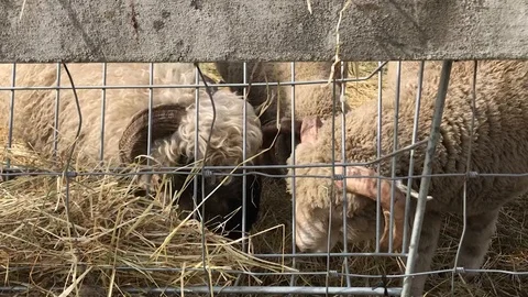 Rams eating hay Stock Footage 110863467