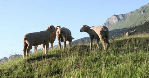 Rams Stock Footage 135504722