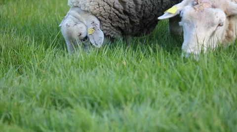 Rams grazing grass Video stock 22933191