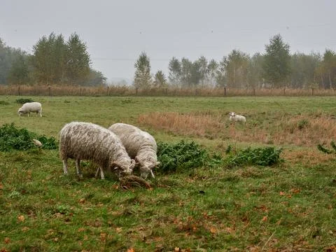 Rams grazing in the meadow 스톡 사진