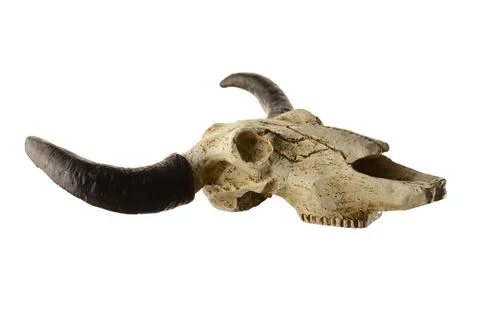 Rams Head Skull Stock Photos
