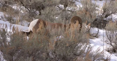 Ram's Journey Down the Mountain Vídeo Stock 239966276