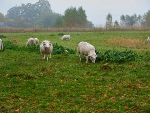 Rams on the meadow Фото