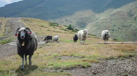 Rams run on the field in the mountains. Stock Footage 55560380