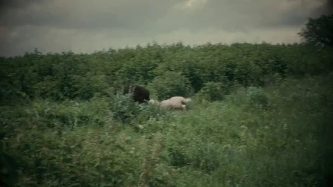 Rams run to herd Stock Footage 77165304
