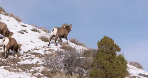 Rams Scaling Snowy Mountains Vídeo Stock 239966863