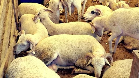 Rams Shed 1 Stock Footage 84088423