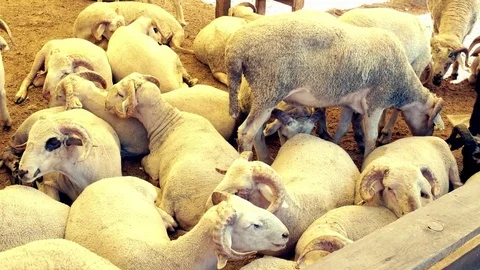 Rams Shed 2 Stock Footage 84088495