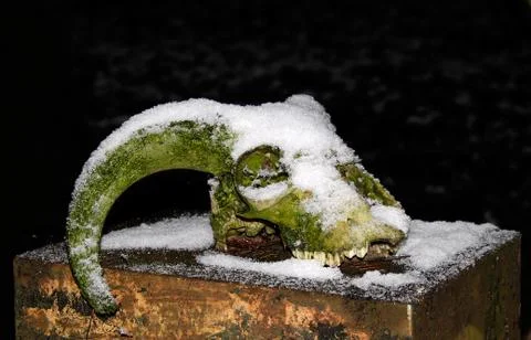 Ram's skull Stock Photos