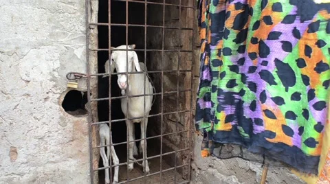 Rams in the stall Video stock 40709056