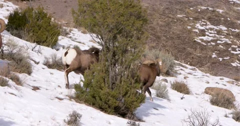 The Rams Stop By for Food Vídeo Stock 239967176