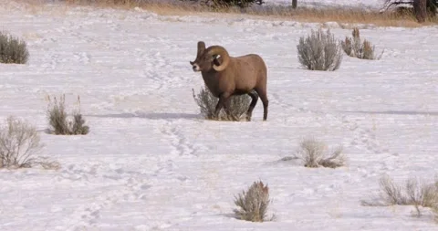 Rams Strolling Through a Snowy Landscape Vídeo Stock 239964578