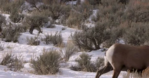 Rams Trek Through Snowy Forest Vídeo Stock 239963330