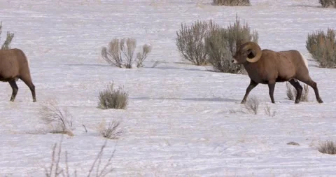 Rams Trek Through Snowy Forest 스톡 동영상 240011670