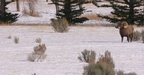 Rams Walk in Front of a Beautiful Scenery Vídeo Stock 240011678