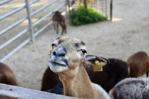 Rams in the zoo Stock Photos
