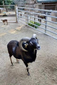 Rams in the zoo Stock Photos