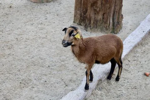 Rams in the zoo Stock-Fotos