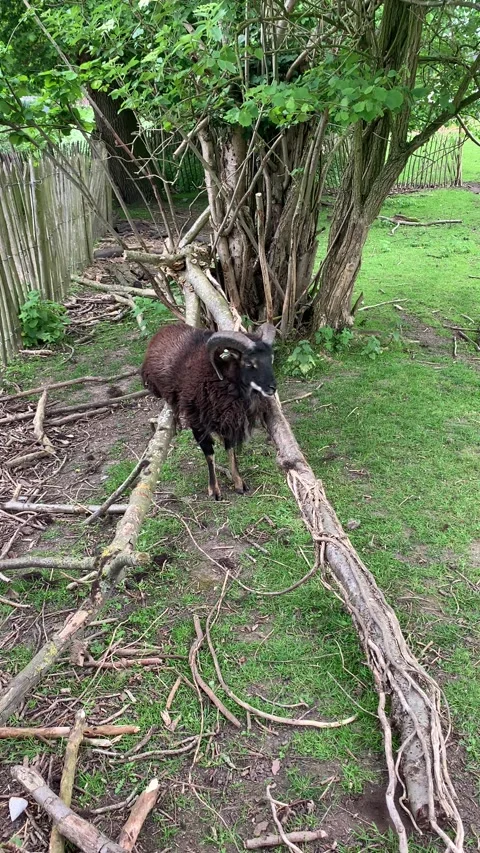 A ram/sheep scratches its back during the molting period against a fallen tree 스톡 동영상 283757120