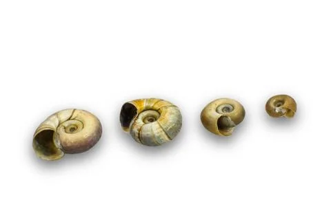 Ramshorn snails in a row Foto stock