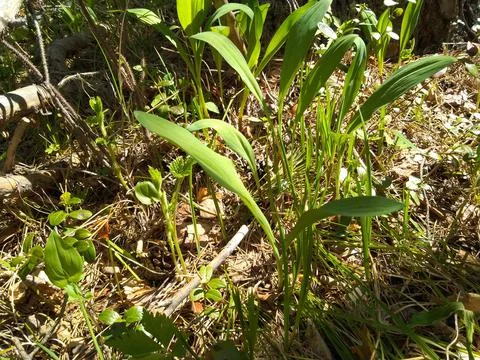 Ramson bear onion-2 Stock Photos