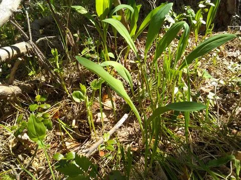 Ramson bear onion-3 Stock Photos