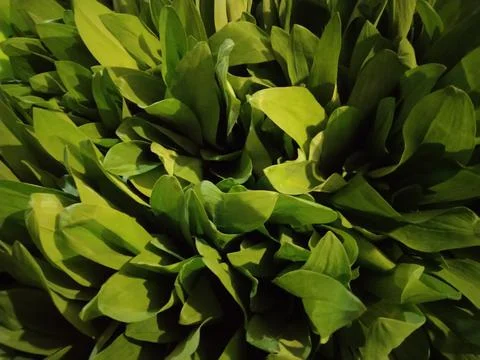 Ramson bear onion-4 Stock Photos