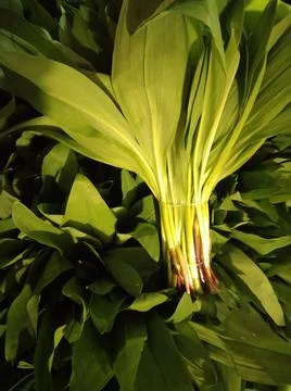 Ramson bear onion-5 Stock Photos