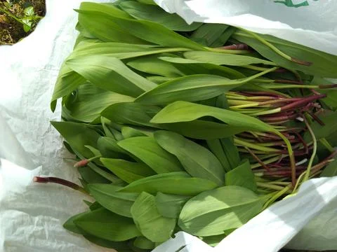 Ramson bear onion in a package Stock Photos