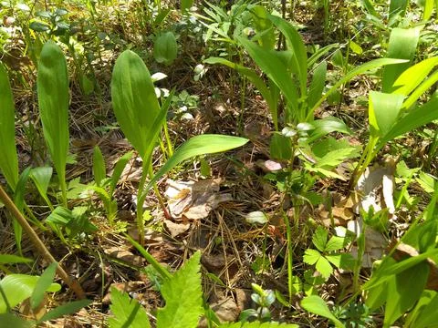 Ramson bear onion Stock Photos