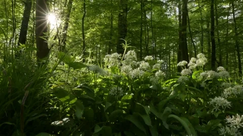 Ramson in the forest; Germany Stock Footage 264389959