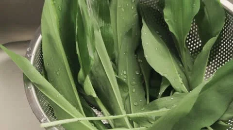 Ramson leaves being washed under running water Stock Footage 24657911