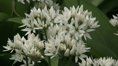 Ramsons, Allium ursinum - close up Stock Footage 35845833